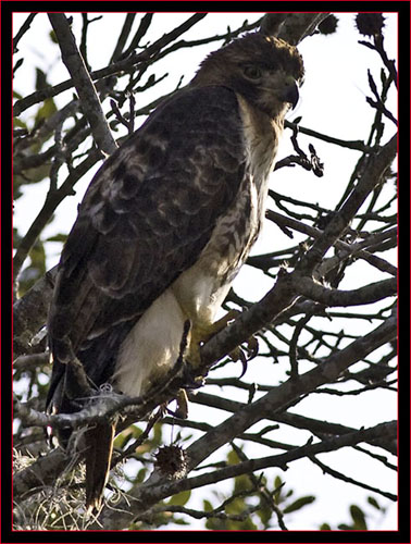 Red-tailed Hawk