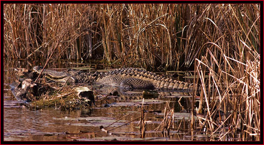 Gator view in SNWR