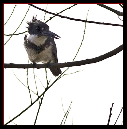 Belted Kingfisher