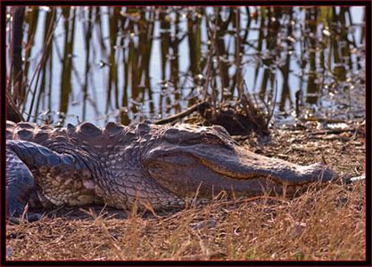 Gator view in SNWR