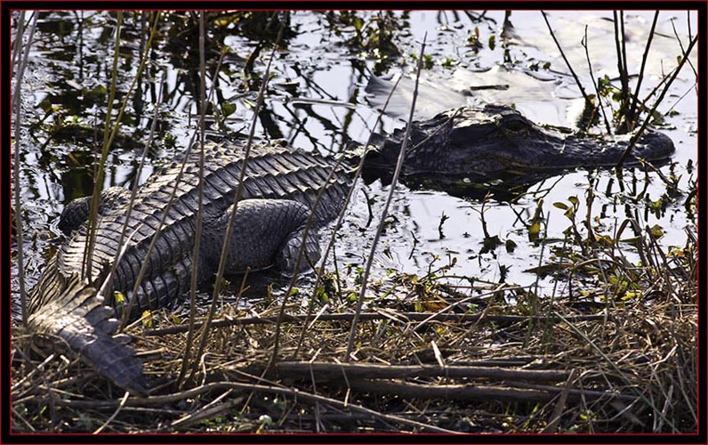 American Alligator