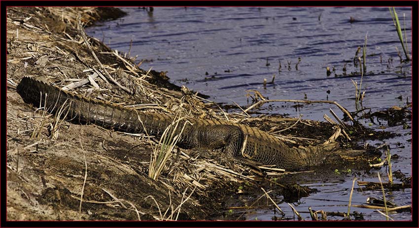 American Alligator