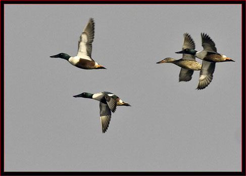 Northern Shovelers in Flight