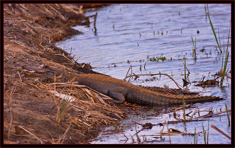 Lounging Gator