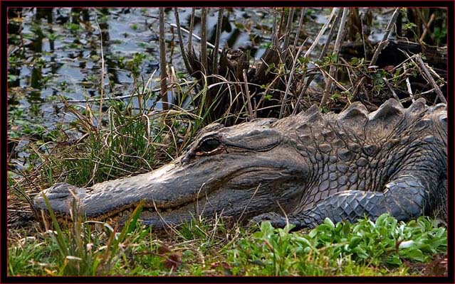 Gator Close Up