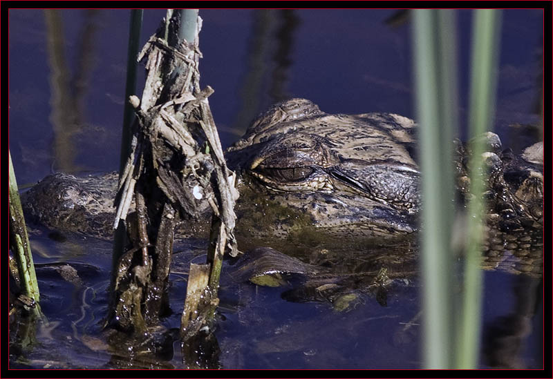 Baby Gator