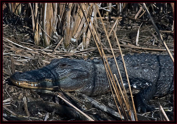 Gator Close Up