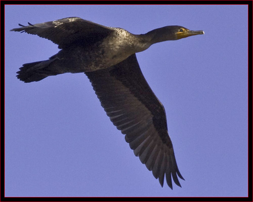 Cormorant in Flight