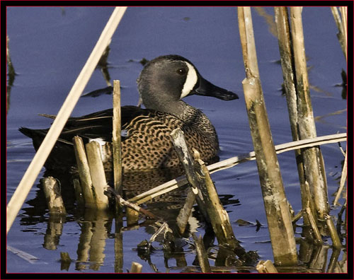 Male Blue-winged Teal