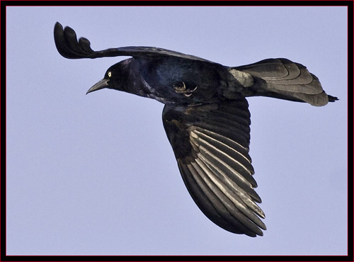 Boat-tailed Grackle in Flight