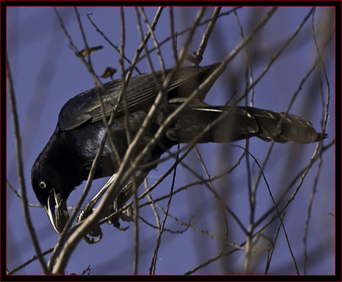 Boat-tailed Grackle