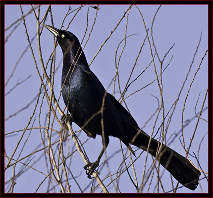 Boat-tailed Grackle