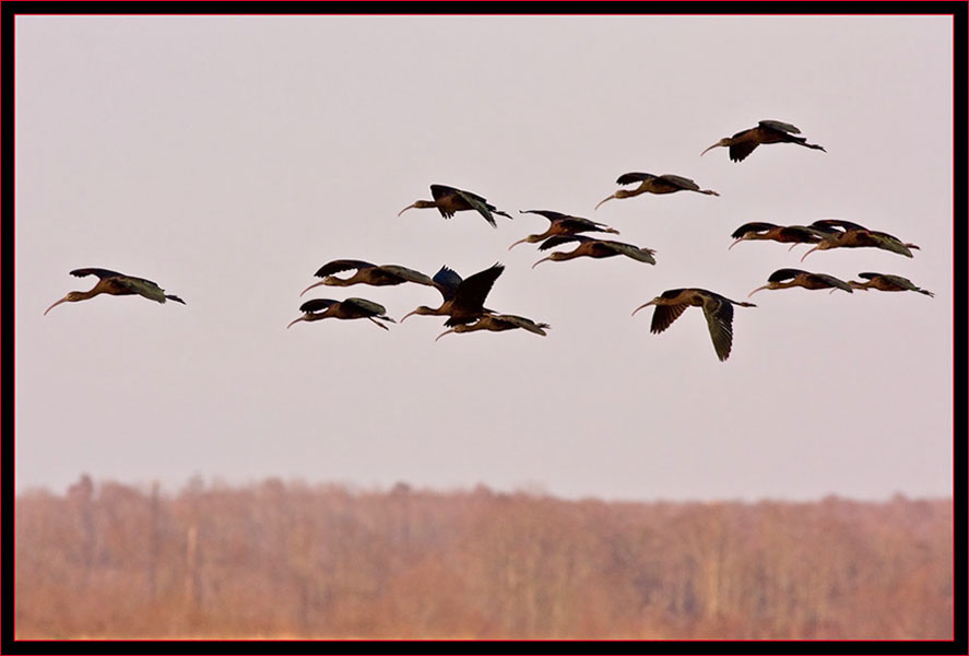 Glossy Ibis Flight