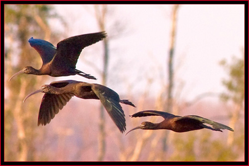 Glossy Ibis Flight