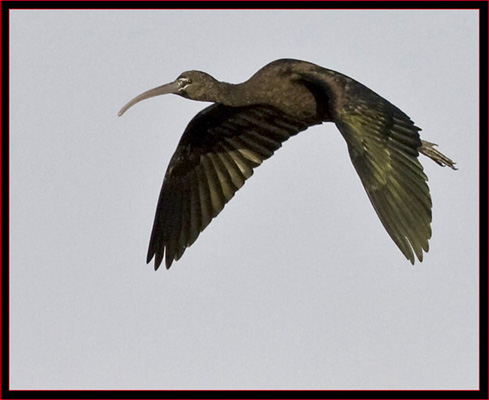 Glossy Ibis