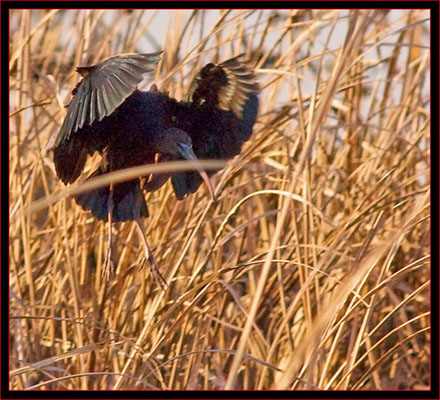 Glossy Ibis