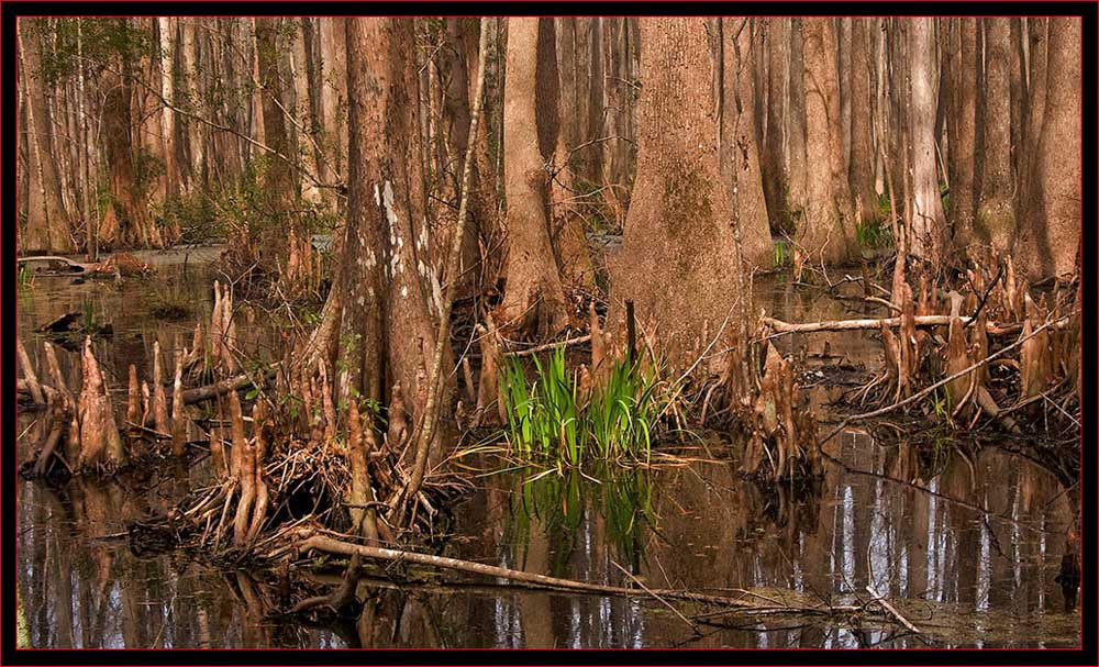 Cyprus Swamp