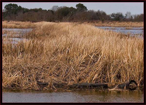 Three Gators