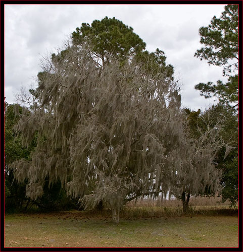 Tree in SNWR