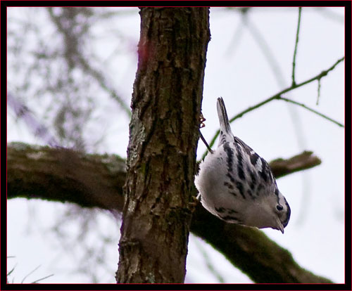 Black & White Warbler