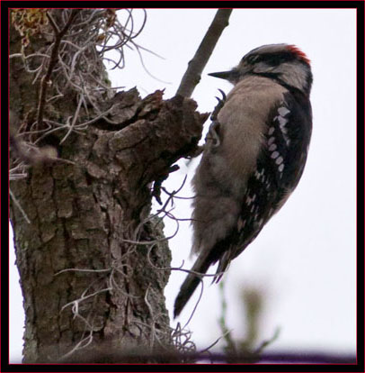 Downy Woodpecker