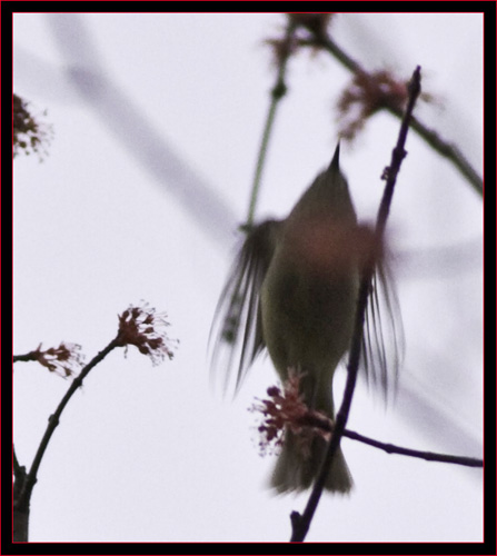 Ruby-crowned Kinglet in Motion