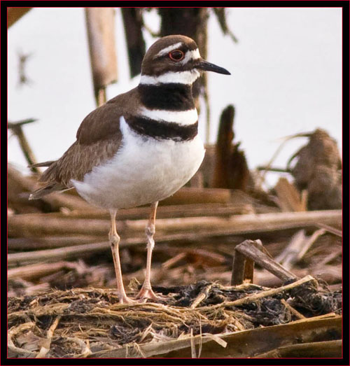 Killdeer