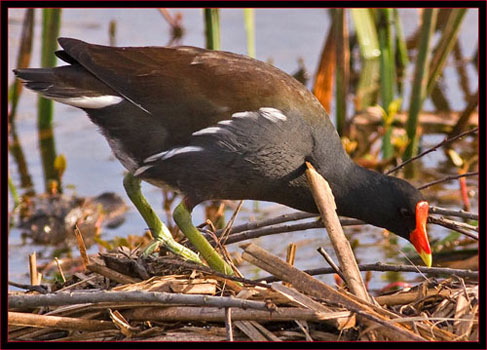 Common Moorhen