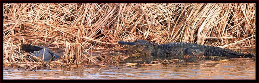 Two-shot Gator Composite