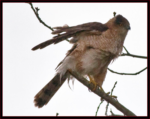 Cooper's Hawk