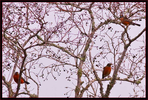 More of the Robin Flock