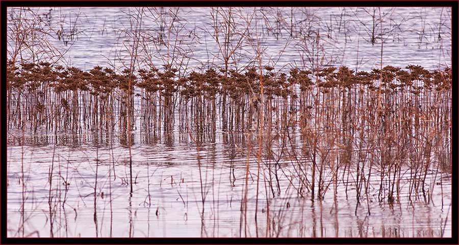 View in the Marsh