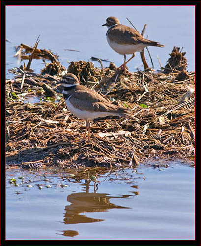 Killdeer Pair