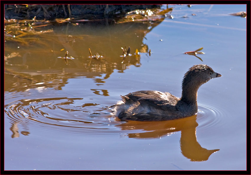 Pied-billed Grebe