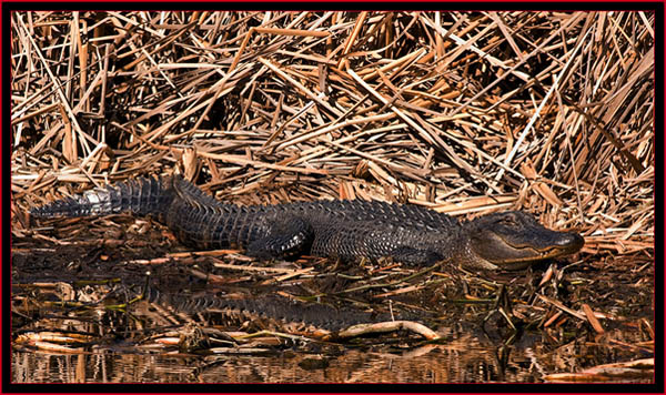 American Alligator