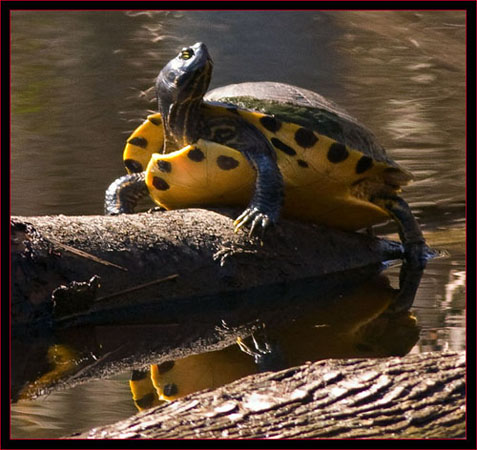 Sunning Turtle