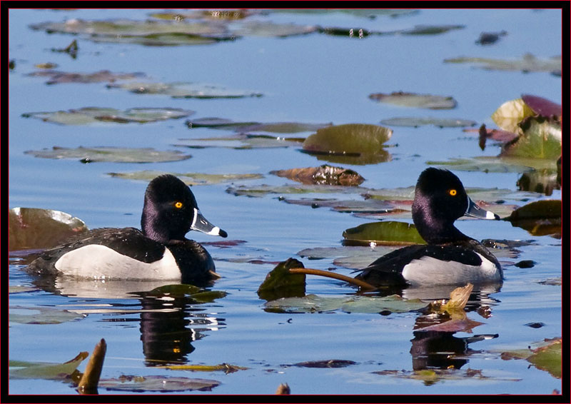 Ring-necked Ducks