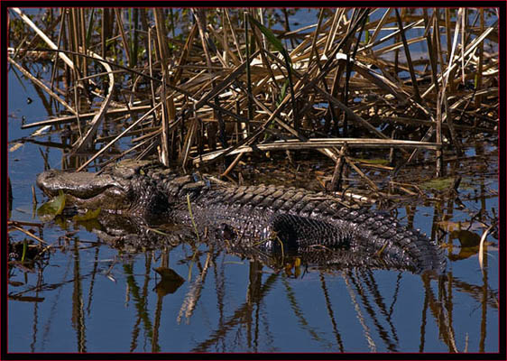 Alligator in SNWR