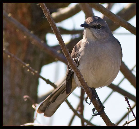 Northern Mockingbird