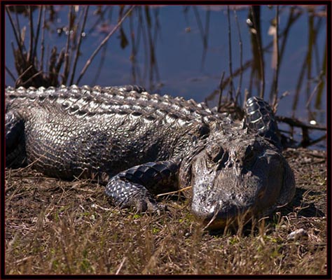 Alligator in SNWR