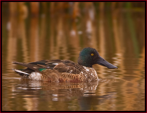 Male Northern Shoveler