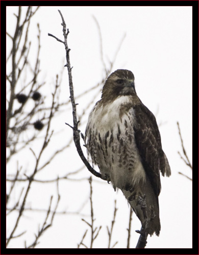 Red-tailed Hawk