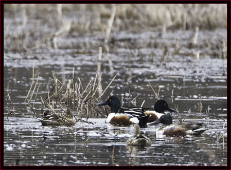 Northern Shovelers