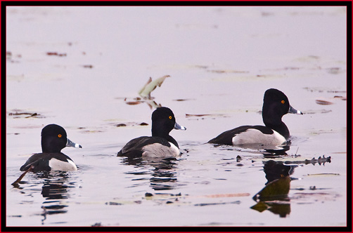 Ring-necked Ducks