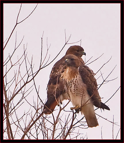 Pair of Red-tailed Hawks