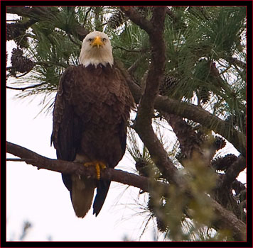 Bald Eagle