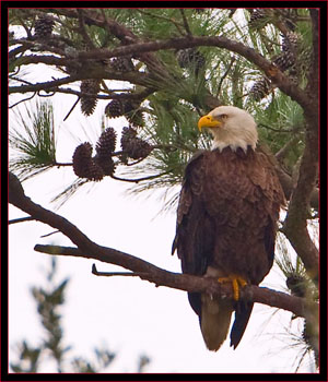 Bald Eagle