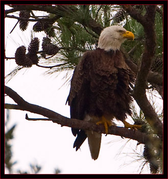 Bald Eagle