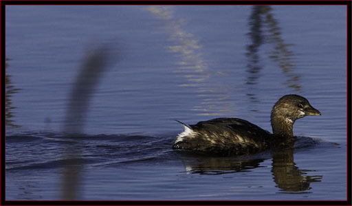 Pied-billed Grebe