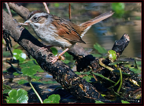 Swamp Sparrow